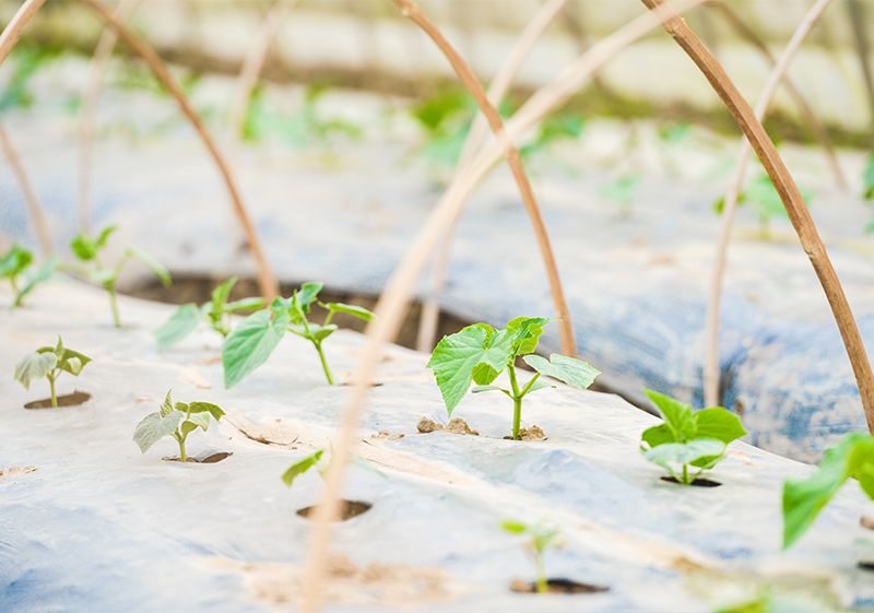 Agriculture Mulch Film