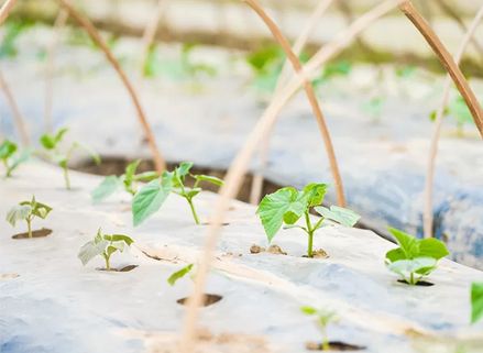 Which Crop is Mulch Film Used for? Which Crop is Mulch Film Used for?